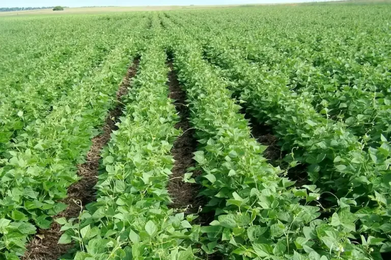 Mung bean (Vigna radiata)